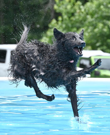 Pippin learns to jump! Pippin learns to jump!